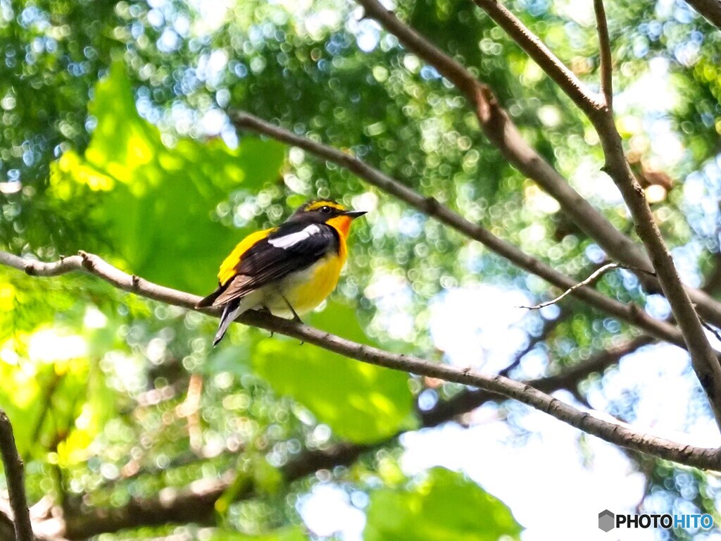 キビタキ197