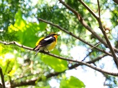 キビタキ197
