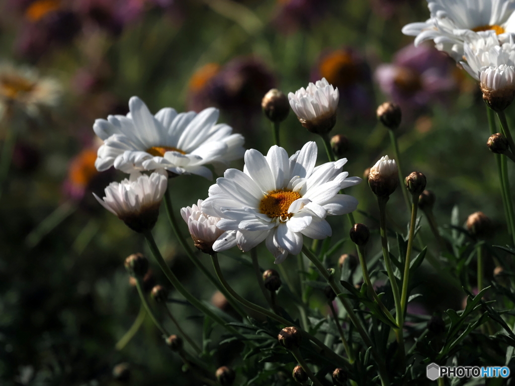 ピンタレスト24-①