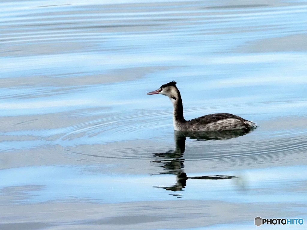 カンムリカイツブリ109