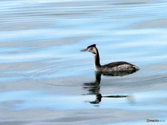 カンムリカイツブリ109