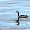 カンムリカイツブリ109