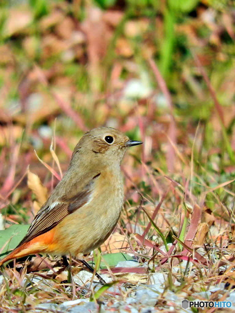 ジョウビタキ47