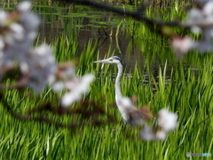 桜・アオサギ