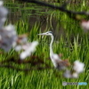 桜・アオサギ