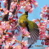 春メジロ267