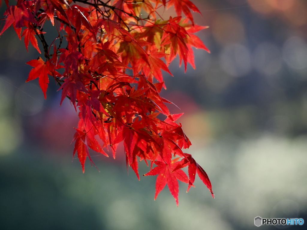 紅葉20-18