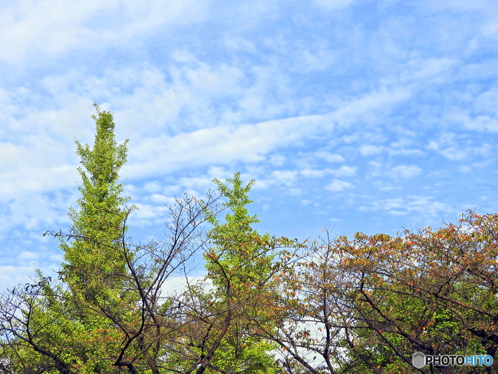 秋空①