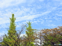 秋空①