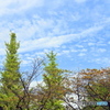 秋空①