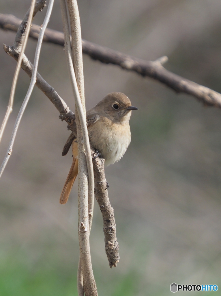ジョウビタキ257