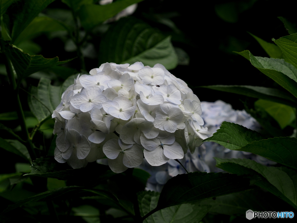 紫陽花21-13