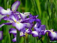 花菖蒲01