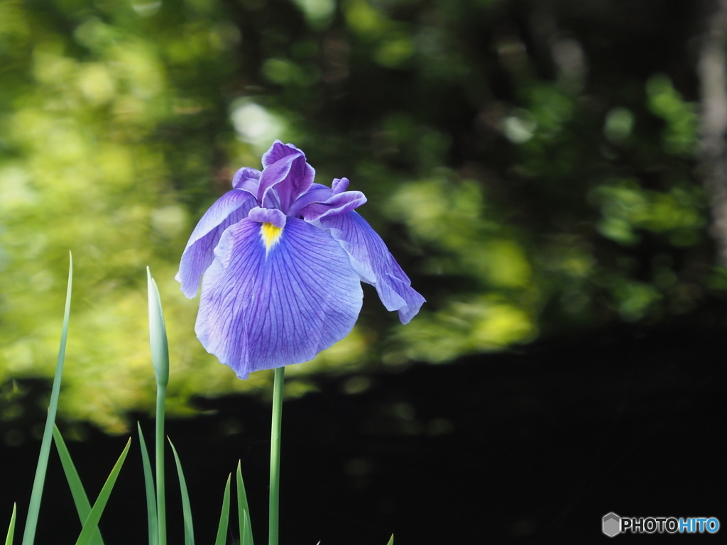 花菖蒲22-⑥