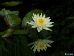 睡蓮21-①