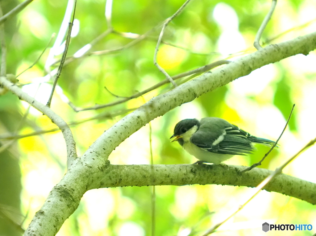 シジュウカラ321