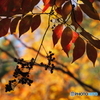 紅葉20-15