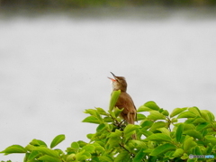オオヨシキリ17