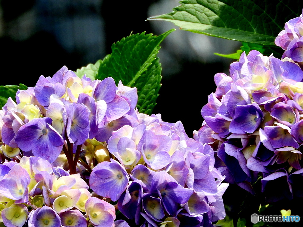 紫陽花17-①