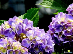 紫陽花17-①