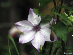 クレマチス22-②