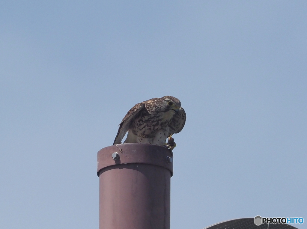 チョウゲンボウ76