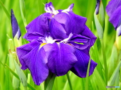 花菖蒲10