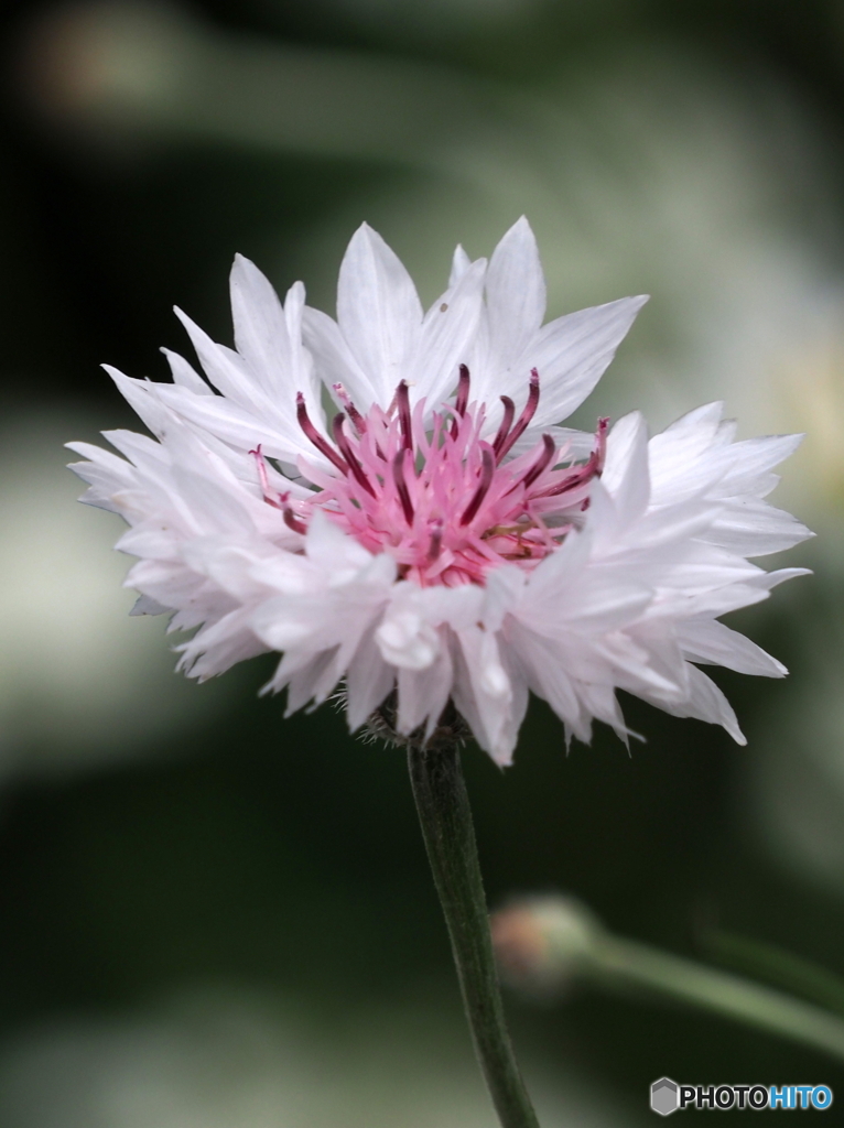 ヤグルマギク23-①