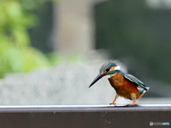 カワセミ615