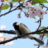 シジュウカラ351