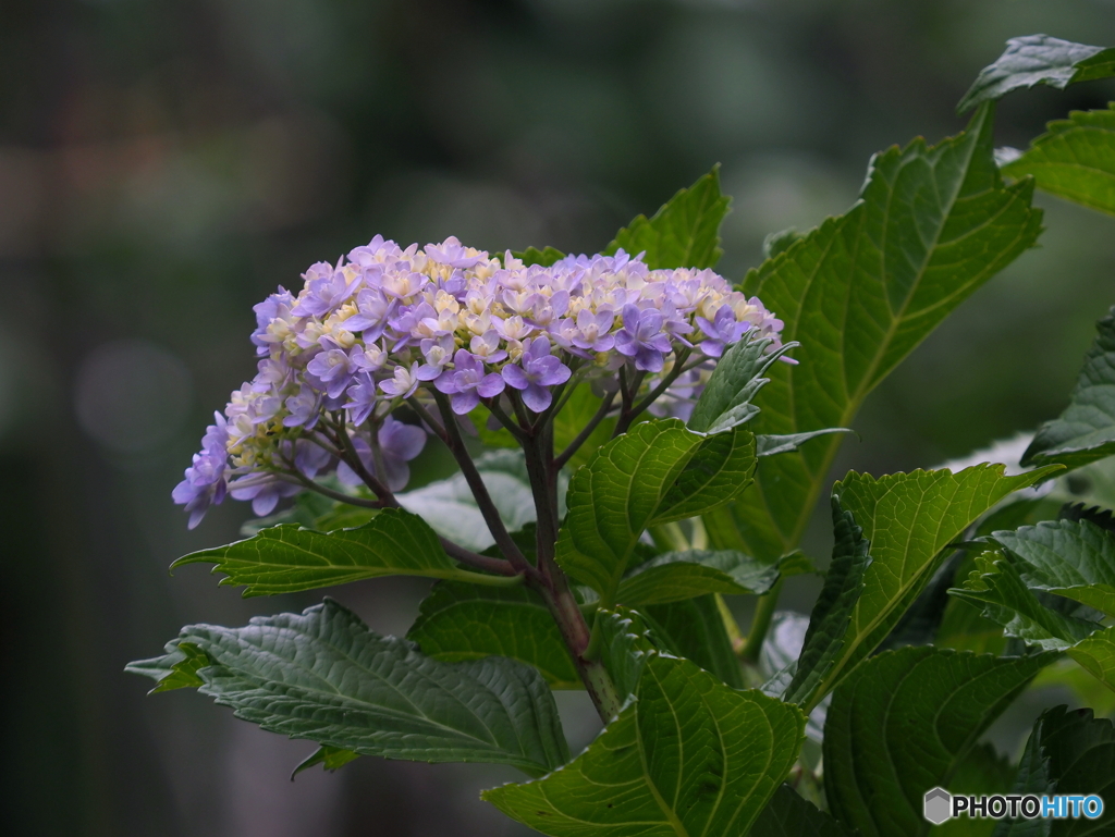 紫陽花23-④