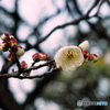 白梅20-②