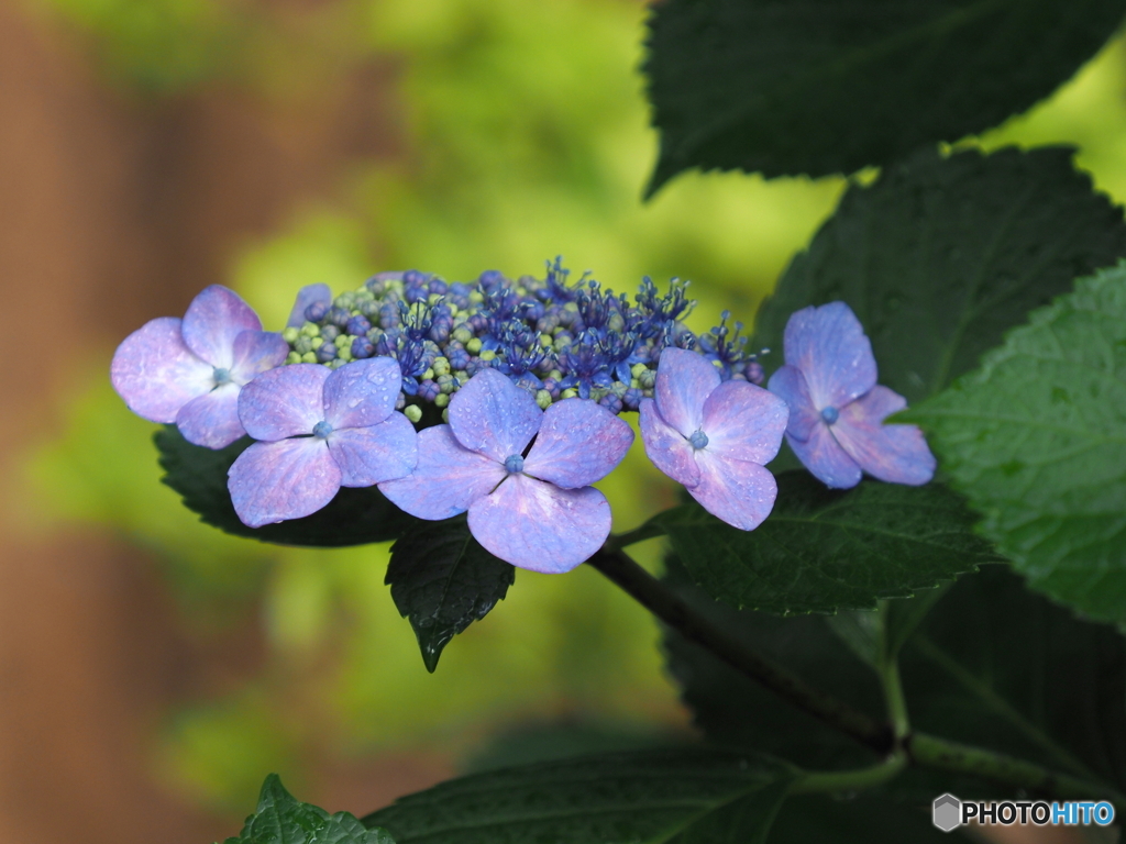紫陽花23-⑧
