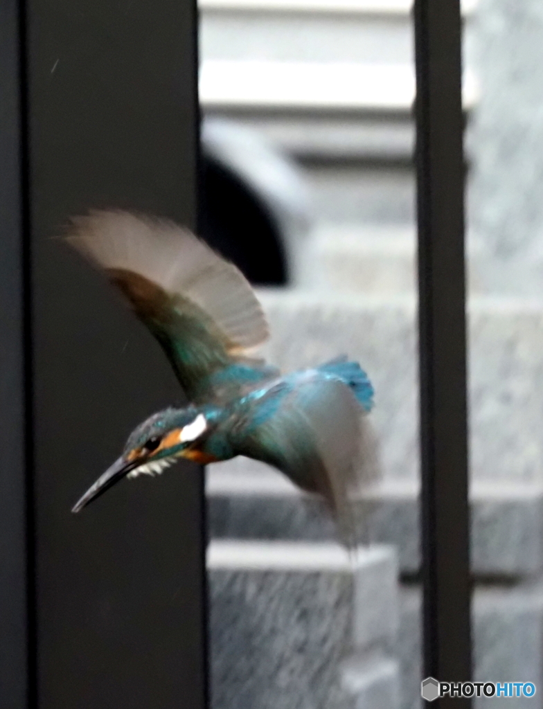 カワセミ617