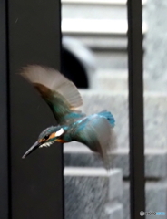 カワセミ617