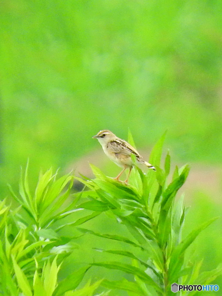 セッカ12