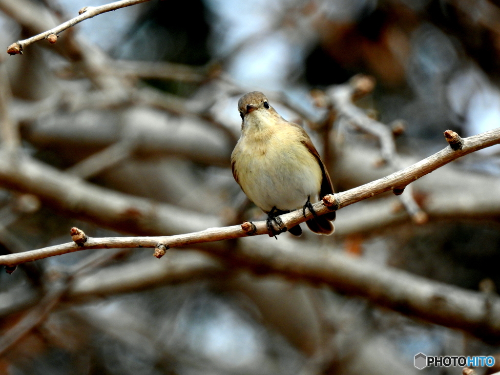 ニシオジロビタキ06