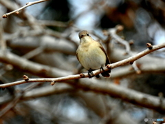 ニシオジロビタキ06