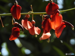 アメリカデエゴ