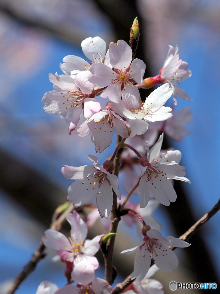 桜21-②（エドヒガン）