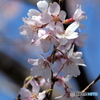 桜21-②（エドヒガン）