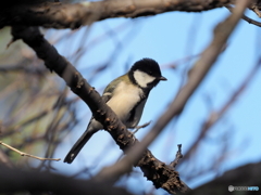 シジュウカラ301