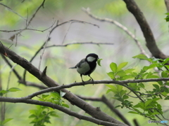 シジュウカラ313