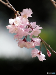 枝垂桜23-4