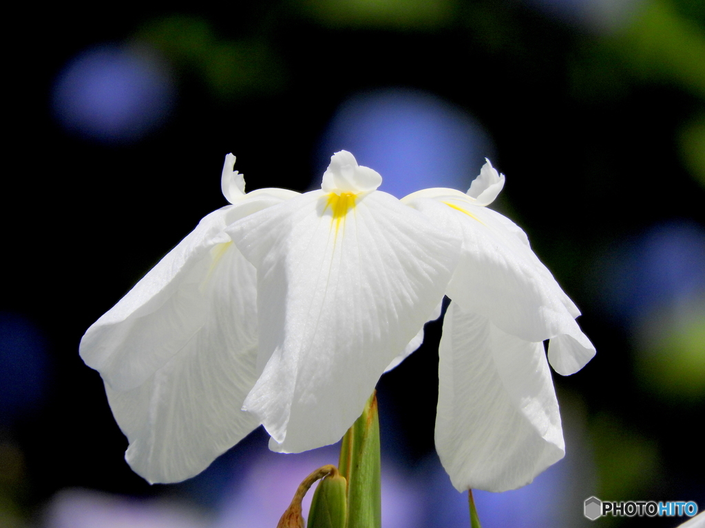 花菖蒲13