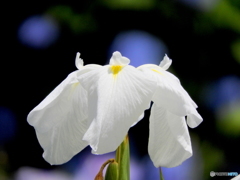 花菖蒲13