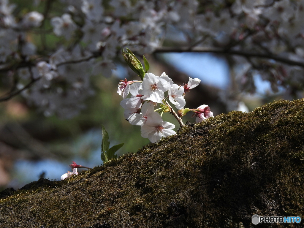 桜19-④