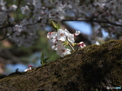 桜19-④