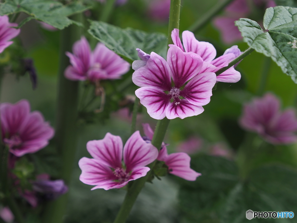 ゼニアオイ23-①