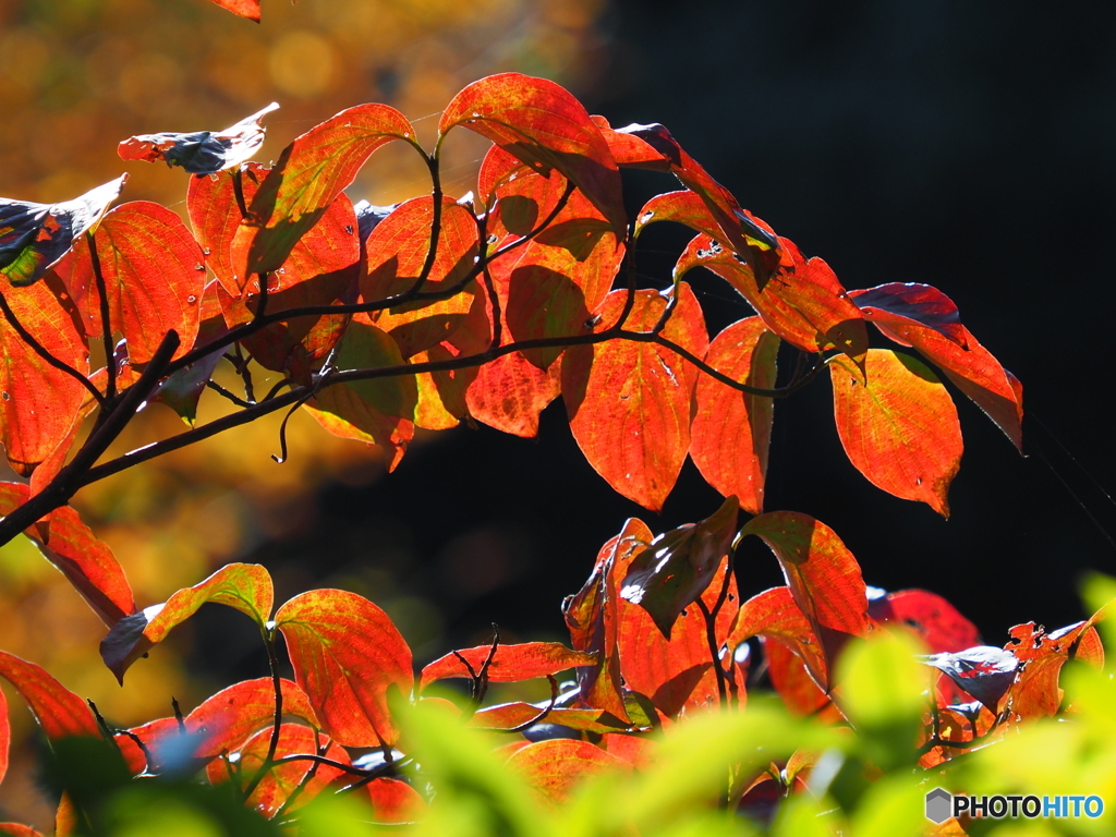 紅葉21-③